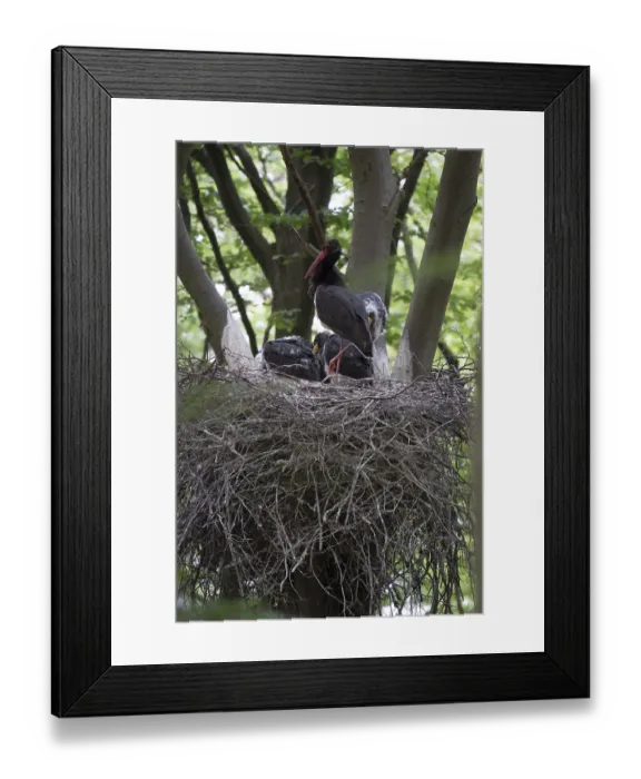 Framed Print : Black Stork (Ciconia nigra)
