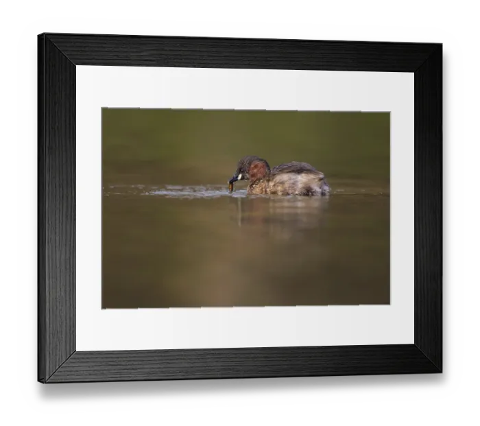 Framed Print : Little grebe (Tachybaptus ruficollis)