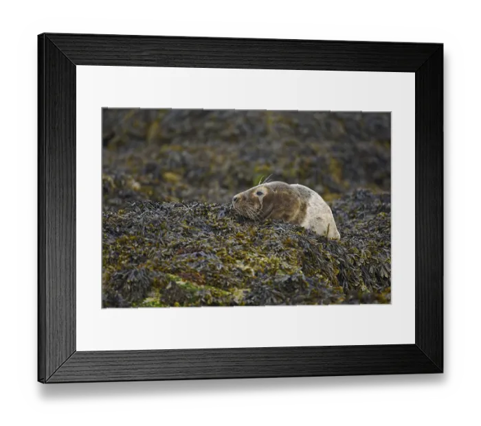 Framed Print : Grey Seal (Halichoerus grypus) Framed Print : Grey Seal (Halichoerus grypus)