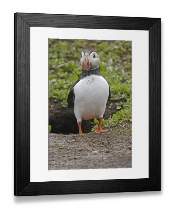 Framed Print : Atlantic Puffin (Fratercula arctica)