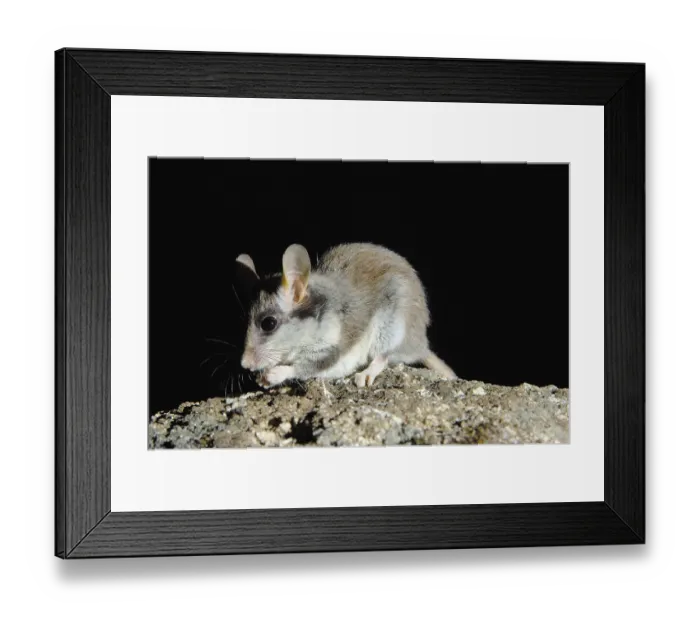 Framed Print : Garden Dormouse (Eliomys quercinus)