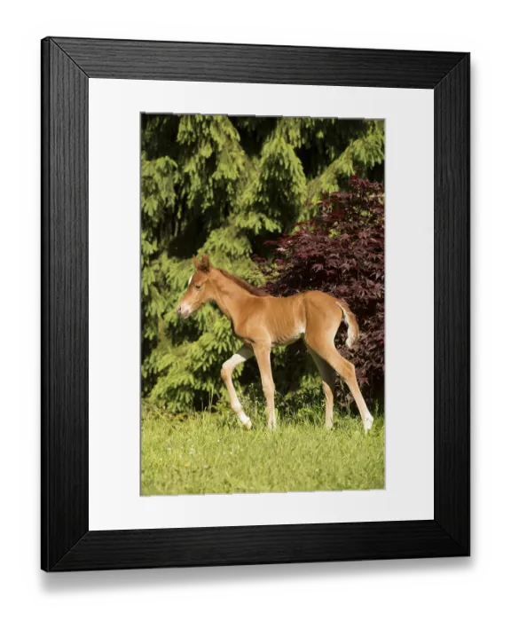 Framed Print : Arabian chestnut filly taking first steps Framed Print : Arabian chestnut filly taking first steps