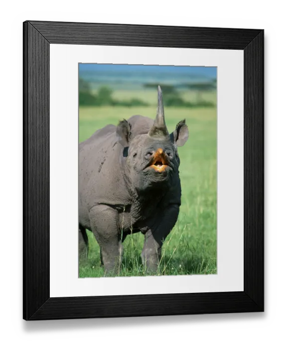 Framed Print : Black Rhinoceros (Diceros bicornis)