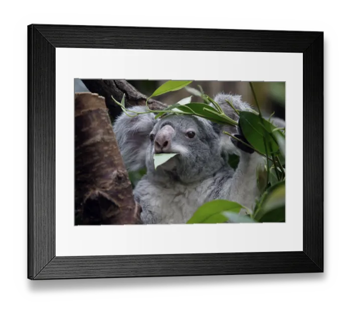 Framed Print : Koala (Phascolarctos cinereus) Framed Print : Koala (Phascolarctos cinereus)