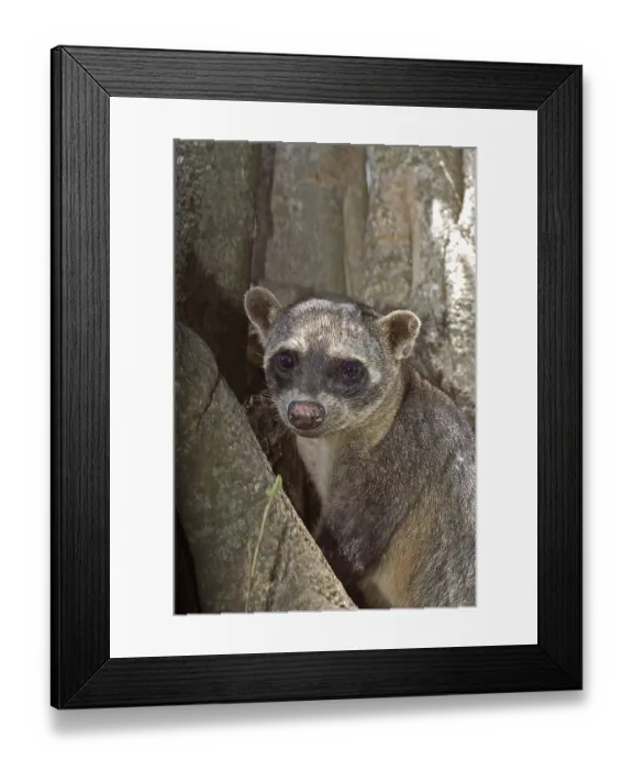 Framed Print : Crab-eating crab-eating raccoon (procyon cancrivorus) Framed Print : Crab-eating crab-eating raccoon (procyon cancrivorus)