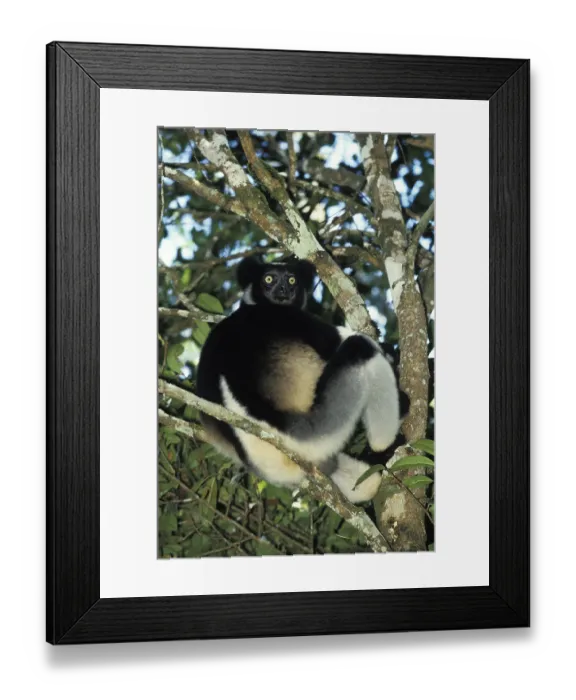 Framed Print : Indri (INDRI indri) adult IN THE TREE, MADAGASCAR Framed Print : Indri (INDRI indri) adult IN THE TREE, MADAGASCAR