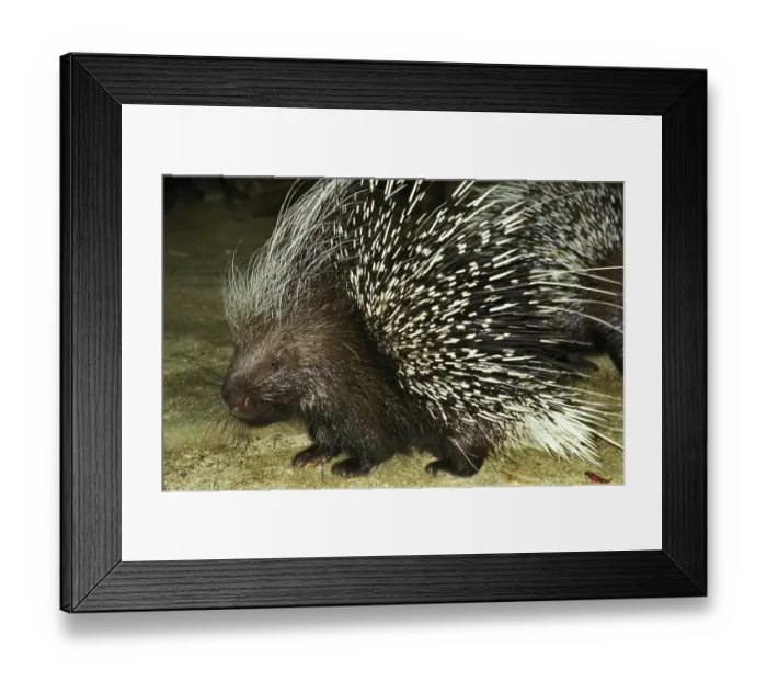 Framed Print : Crested porcupine (hystrix cristata), adult
