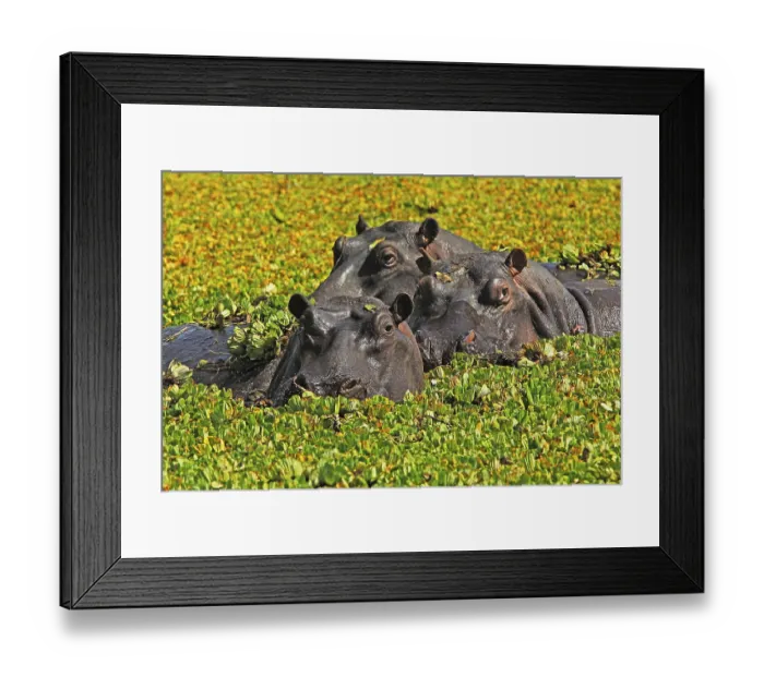 Framed Print : Hippo (Hippopotamus amphibius) Framed Print : Hippo (Hippopotamus amphibius)