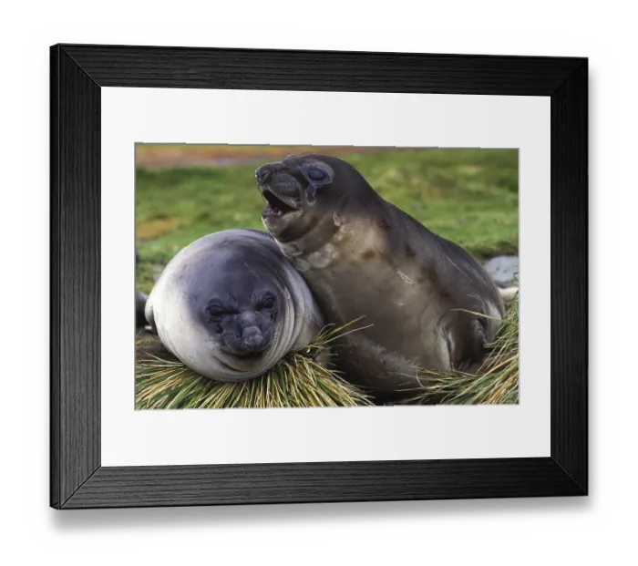 Framed Print : Southern elephant seal (mirounga leonina) Framed Print : Southern elephant seal (mirounga leonina)