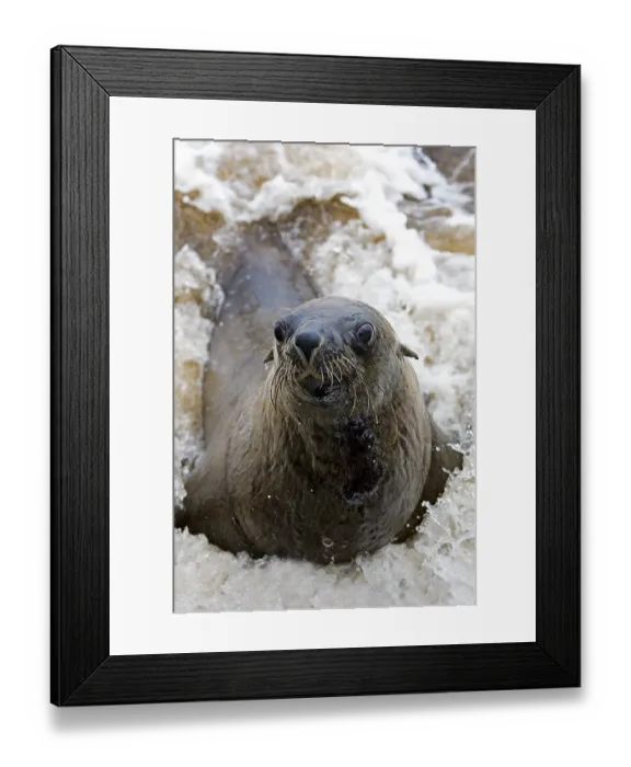 Framed Print : South African Fur Seal (arctocephalus pusillus)
