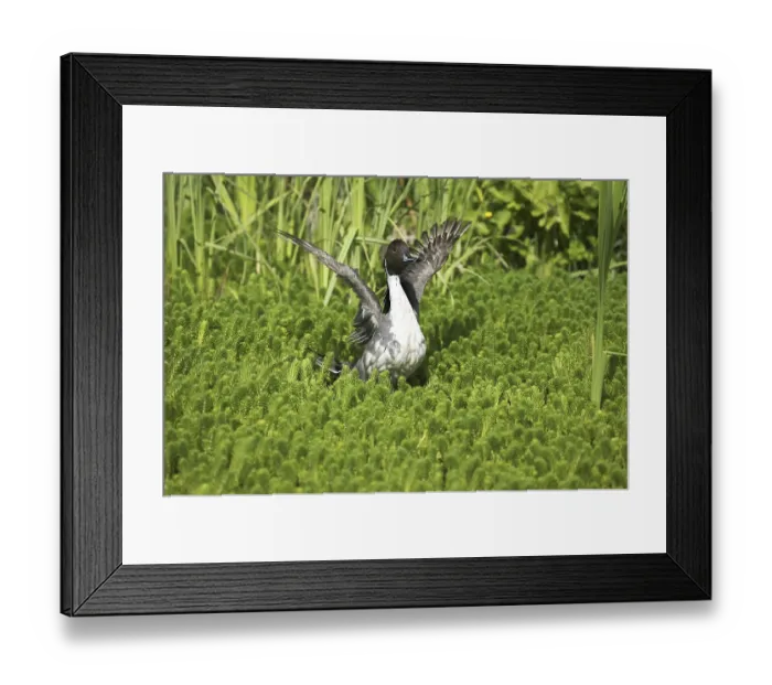 Framed Print : Northern Pintail (anas acuta), Adult in Pond