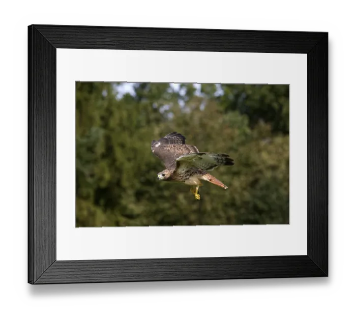 Framed Print : Red (buteo jamaicensis) tailed hawk
