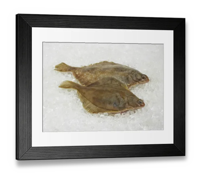 Framed Print : Brill, brill, other animals, fish