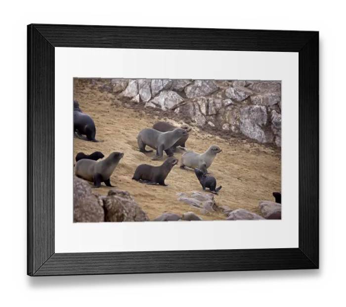 Framed Print : South African Fur Seal (arctocephalus pusillus) Framed Print : South African Fur Seal (arctocephalus pusillus)