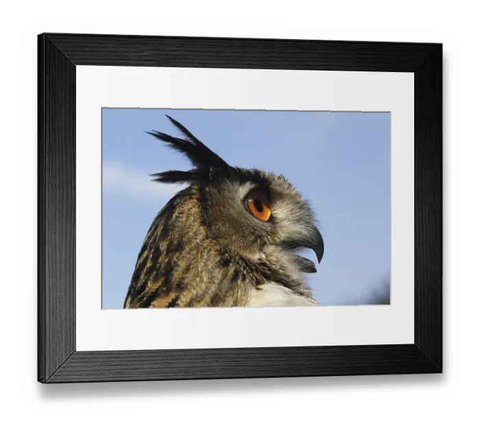 Framed Print : European Eagle Owl (Bubo bubo), Portrait of Adult Framed Print : European Eagle Owl (Bubo bubo), Portrait of Adult
