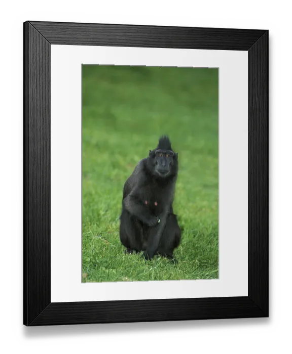 Framed Print : Crested Black Macaque (macaca nigra)