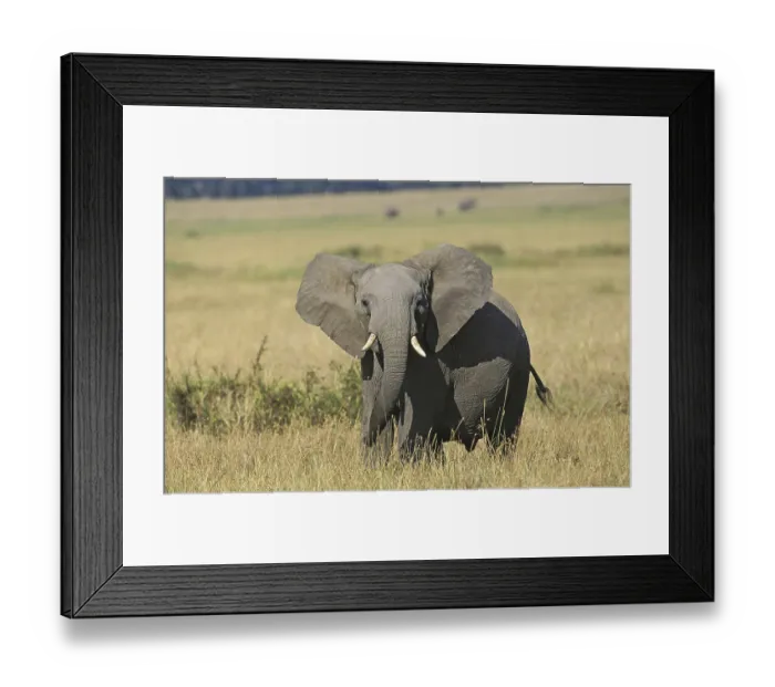 Framed Print : African Elephant (loxodonta africana)