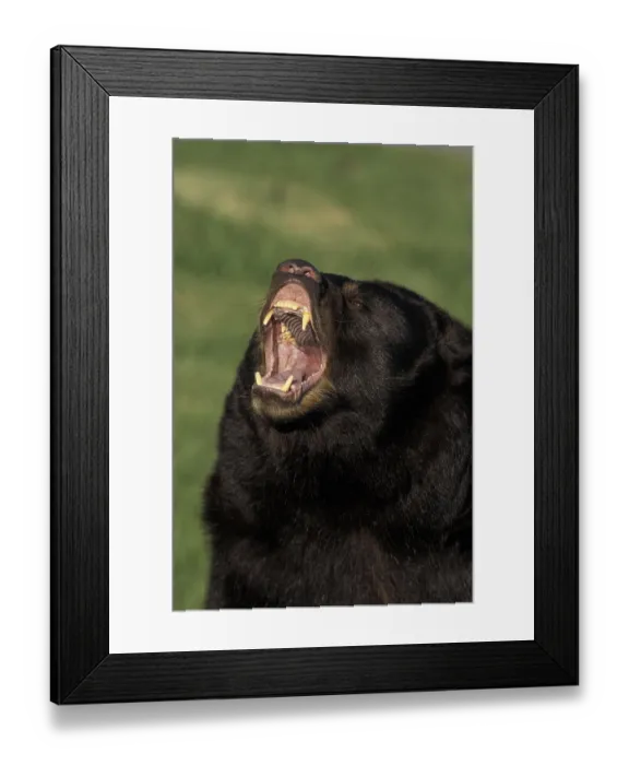 Framed Print : AMERICAN BLACK BEAR (ursus americanus) Framed Print : AMERICAN BLACK BEAR (ursus americanus)