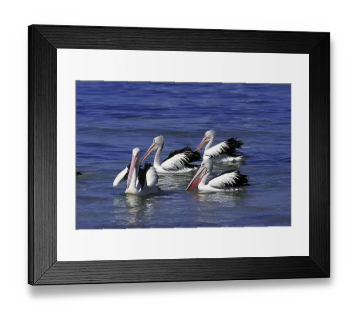 Framed Print : AUSTRALIAN PELICAN (pelecanus conspicillatus)