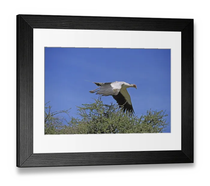 Framed Print : SECRETARY BIRD (sagittarius serpentarius) FLYING ABOVE ITS NEST AGAINST BLUE SKY