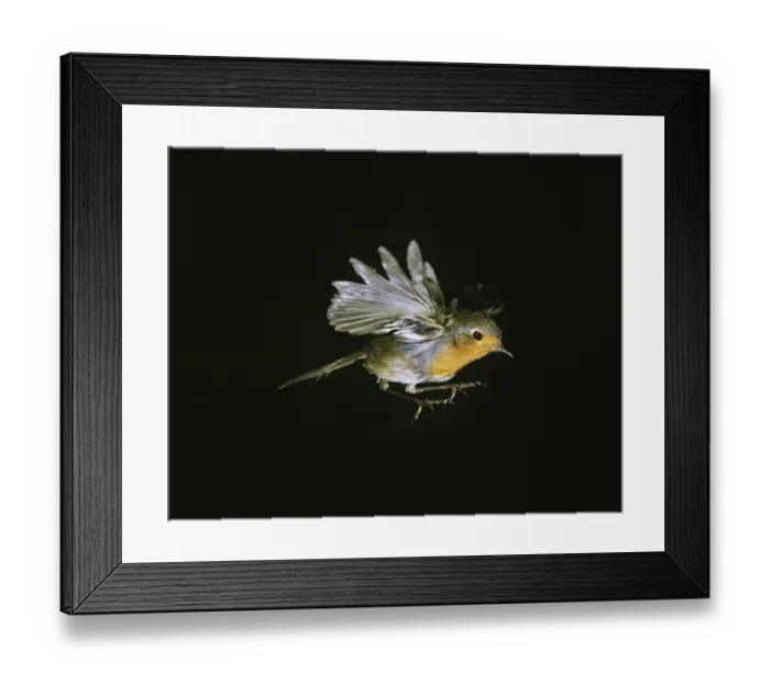 Framed Print : European Robin (erithacus rubecula)