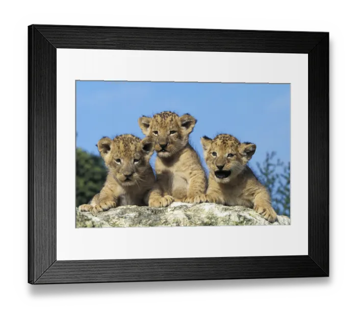 Framed Print : AFRICAN LION (panthera leo), CUB STANDING ON ROCK Framed Print : AFRICAN LION (panthera leo), CUB STANDING ON ROCK