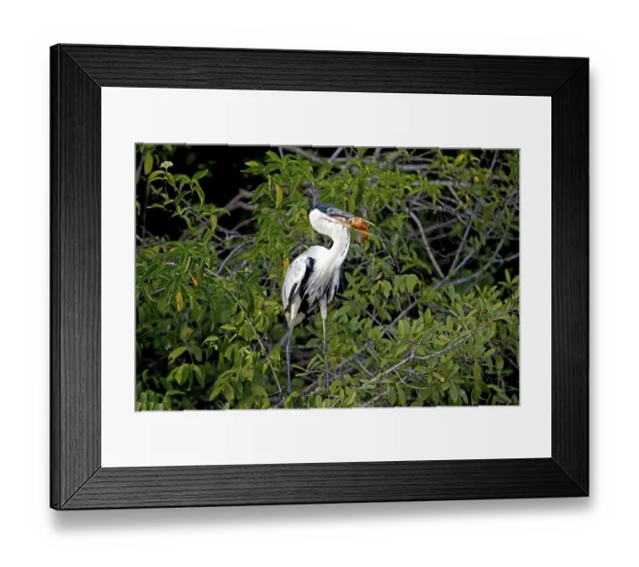 Framed Print : White-Necked Heron (ardea cocoi) with a Fish in Its Beak Framed Print : White-Necked Heron (ardea cocoi) with a Fish in Its Beak