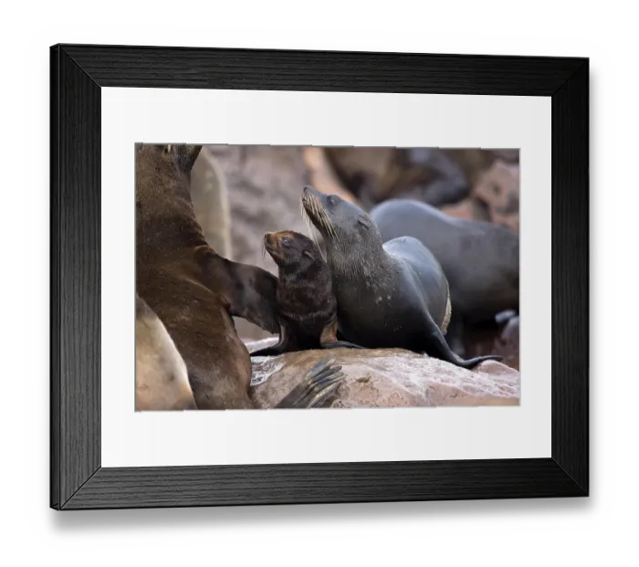 Framed Print : SOUTH AFRICAN FUR SEAL (arctocephalus pusillus)