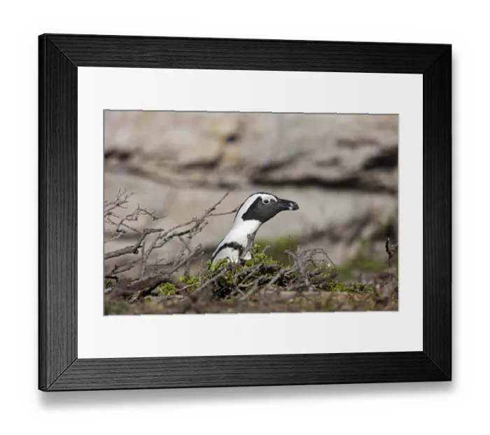 Framed Print : Jackass Penguin or African Penguin (spheniscus demersus)