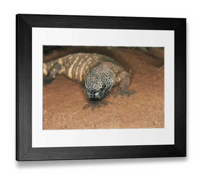 Framed Print : Beaded Lizard (heloderma horridum)
