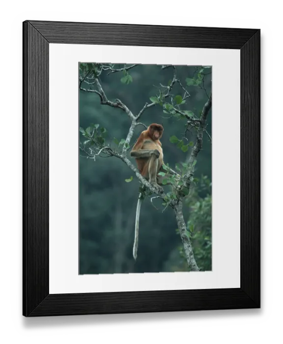 Framed Print : Proboscis Monkey (Nasalis larvatus) Framed Print : Proboscis Monkey (Nasalis larvatus)