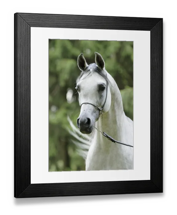 Framed Print : Arabian thoroughbred, grey stallion with show halter Framed Print : Arabian thoroughbred, grey stallion with show halter