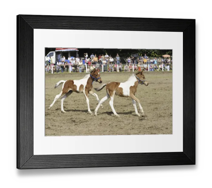 Framed Print : Twin foals, skewbald, chestnut and white