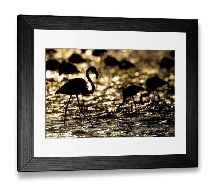 Framed Print : Greater Flamingo (Phoenicopterus ruber roseus)