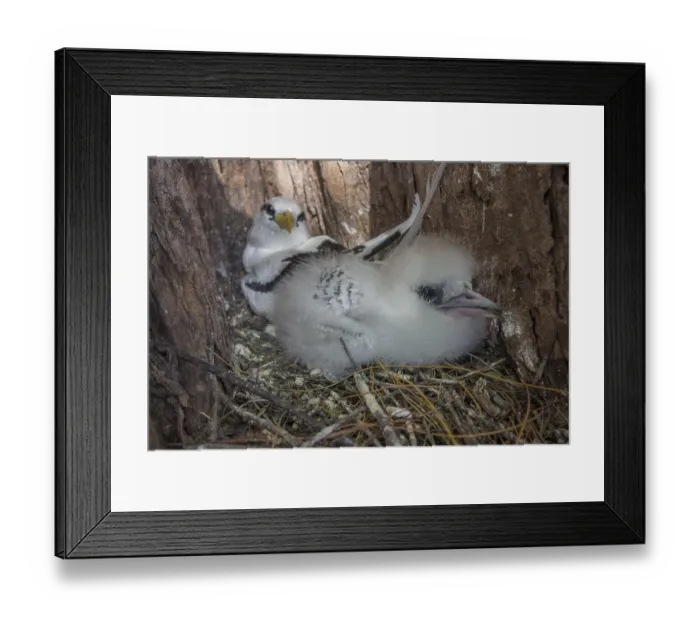 Framed Print : White-tailed tropicbird (Phaethon lepturus) Framed Print : White-tailed tropicbird (Phaethon lepturus)