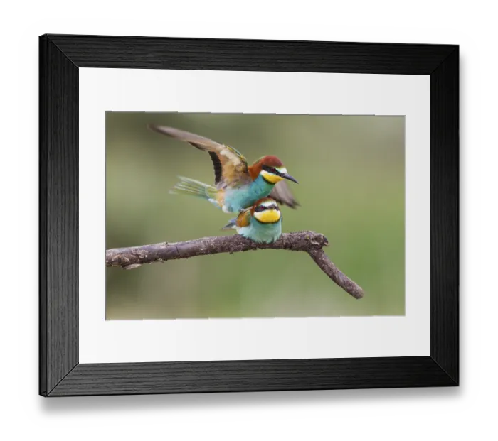 Framed Print : Bee-eater, Romania (Merops apiaster)