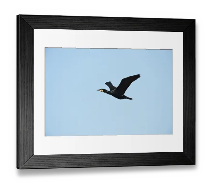 Framed Print : Great Cormorant (Phalacrocorax carbo)
