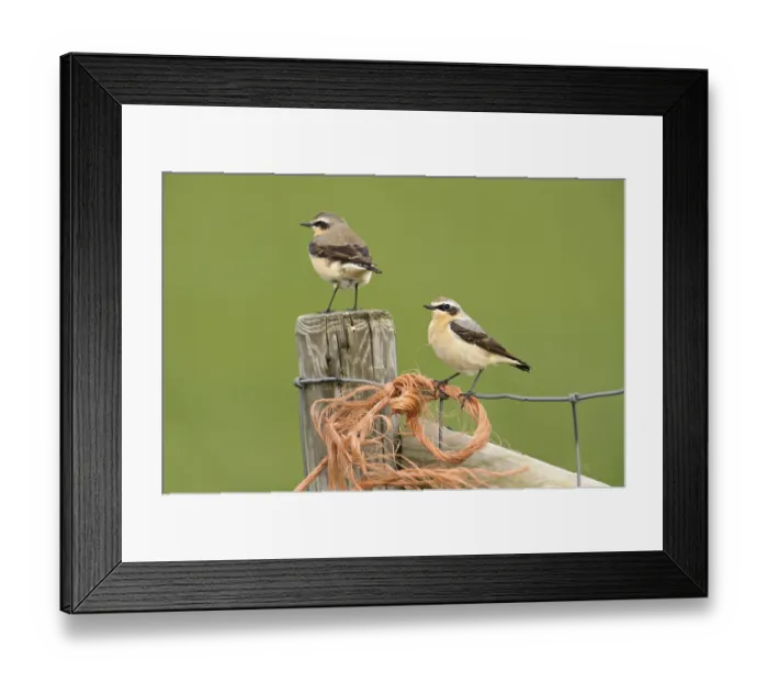 Framed Print : Wheatears (Oenanthe oenanthe) Framed Print : Wheatears (Oenanthe oenanthe)