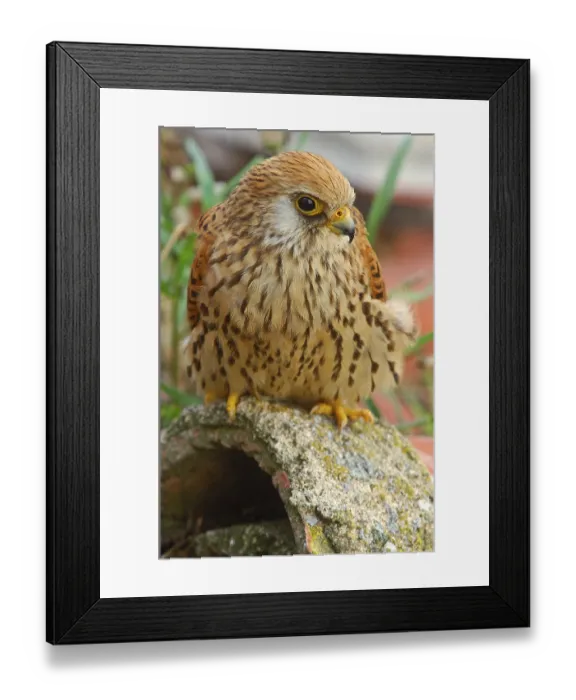 Framed Print : Lesser Kestrel (Falco naumanni), Andalusia, Spain Framed Print : Lesser Kestrel (Falco naumanni), Andalusia, Spain
