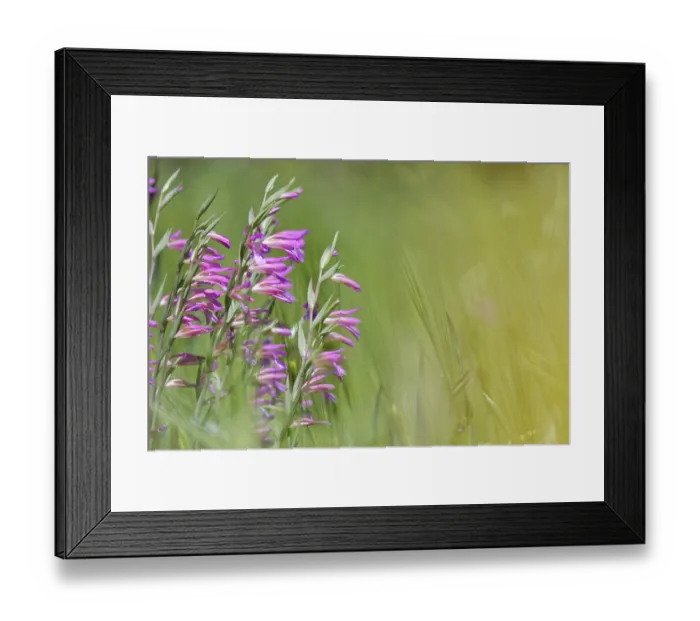 Framed Print : Wild gladiolus (Gladiolus illyricus)