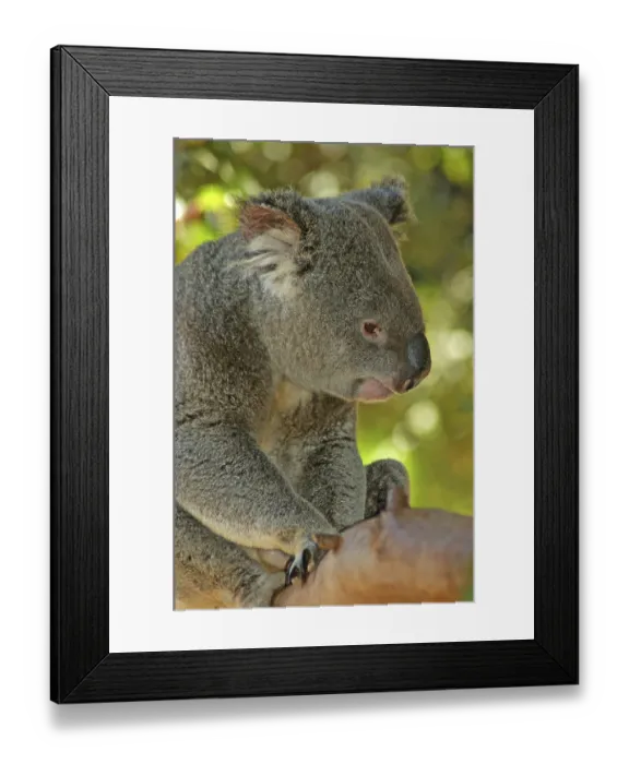Framed Print : Portrait of Australian koala, Phascolarctos cinereus