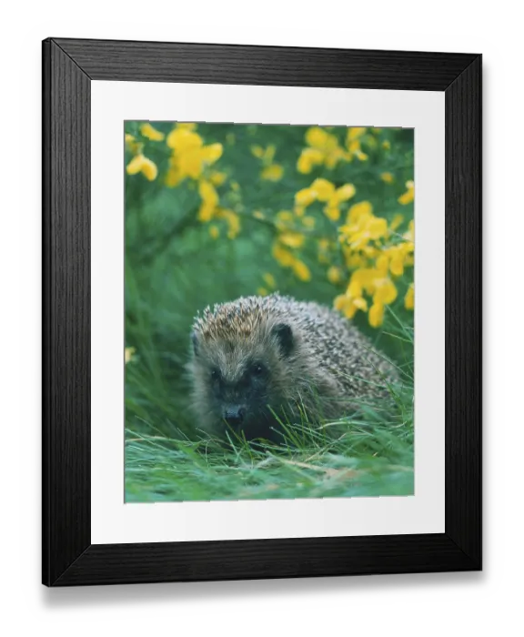 Framed Print : European Hedgehog (Erinaceus europaeus)