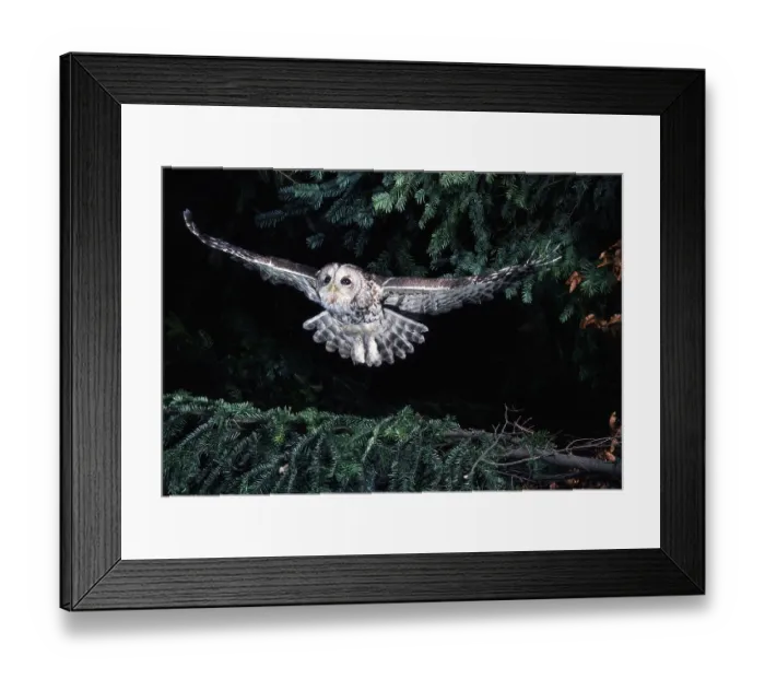 Framed Print : Tawny Owl (Strix aluco)