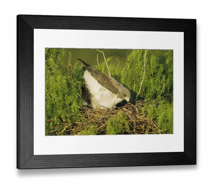 Framed Print : White-tailed Hawk (Buteo albicaudatus) Framed Print : White-tailed Hawk (Buteo albicaudatus)