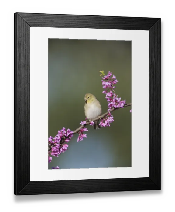 Framed Print : American Goldfinch (Carduelis tristis) Framed Print : American Goldfinch (Carduelis tristis)