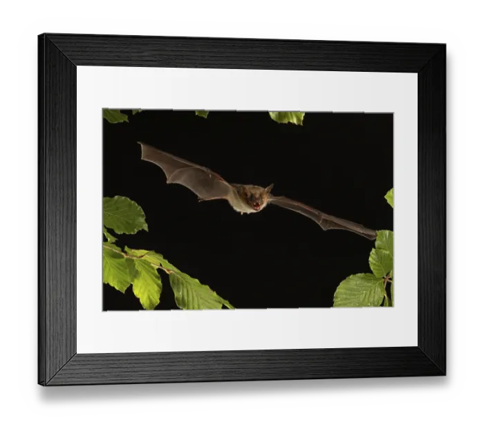 Framed Print : Greater mouse-eared bat (Myotis myotis) in flight