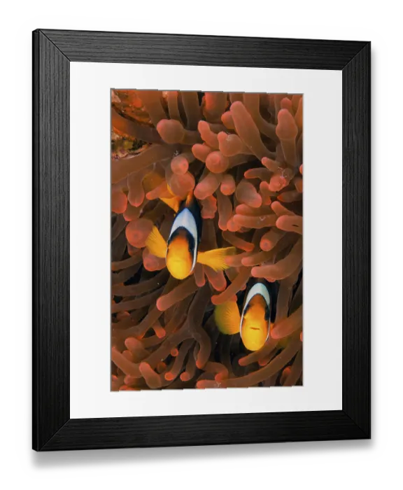 Framed Print : Red Sea clownfishes (Amphiprion bicinctus)