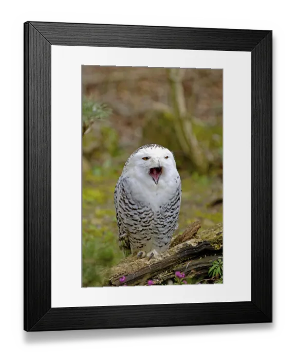 Framed Print : Snowy owl (Nyctea scandiaca) Framed Print : Snowy owl (Nyctea scandiaca)