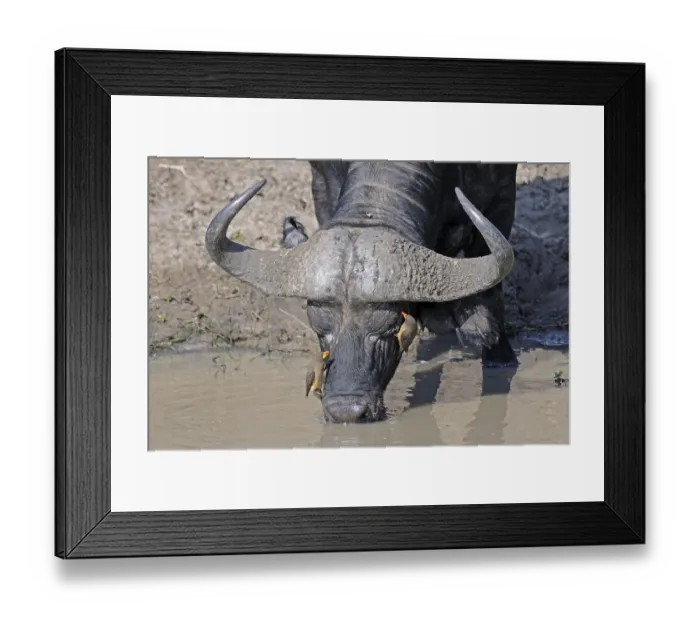 Framed Print : African buffalo (Syncerus caffer) and yellow-billed oxpecker (Buphagus africanus)