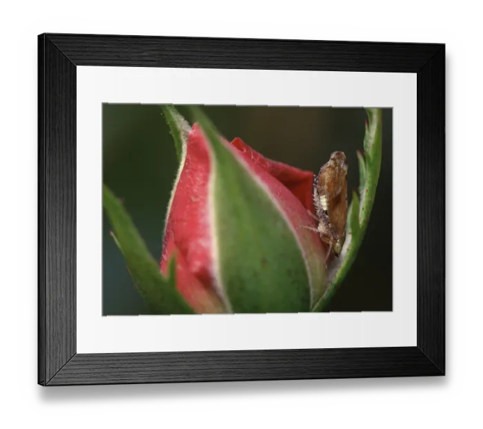 Framed Print : Common Froghopper (Philaenus spumarius) Framed Print : Common Froghopper (Philaenus spumarius)
